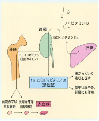 人工透析