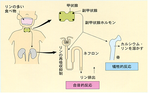 高リン血症