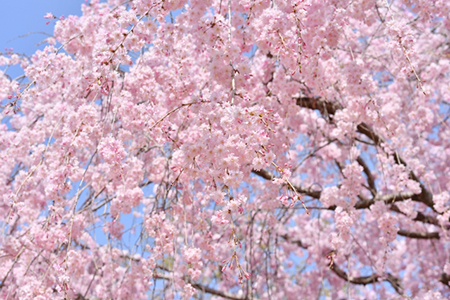 桜